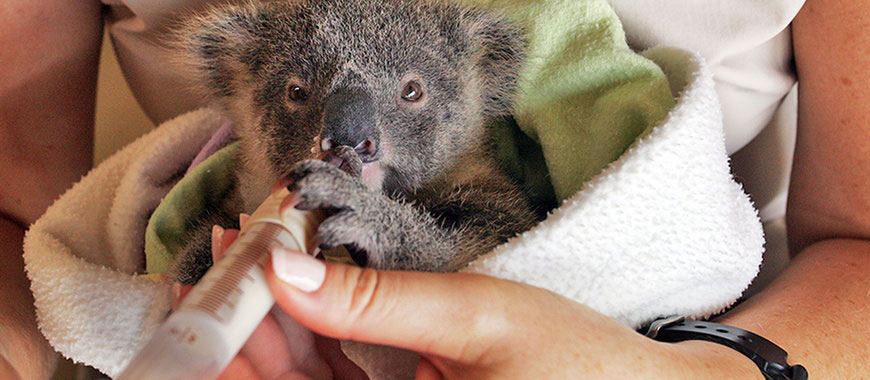 australia zoo wildlife warriors koala banner