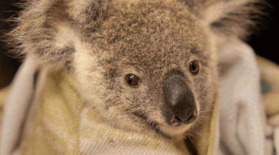 One Ticket at a Time: How Your Feedback is Feeding Australia’s Orphaned Koalas 3 A Species on the Edge