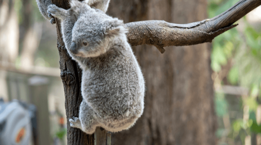One Ticket at a Time: How Your Feedback is Feeding Australia’s Orphaned Koalas 2 Why Koala Joeys Need Our Help