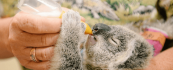 One Ticket at a Time: How Your Feedback is Feeding Australia’s Orphaned Koalas