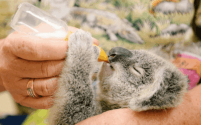 One Ticket at a Time: How Your Feedback is Feeding Australia’s Orphaned Koalas